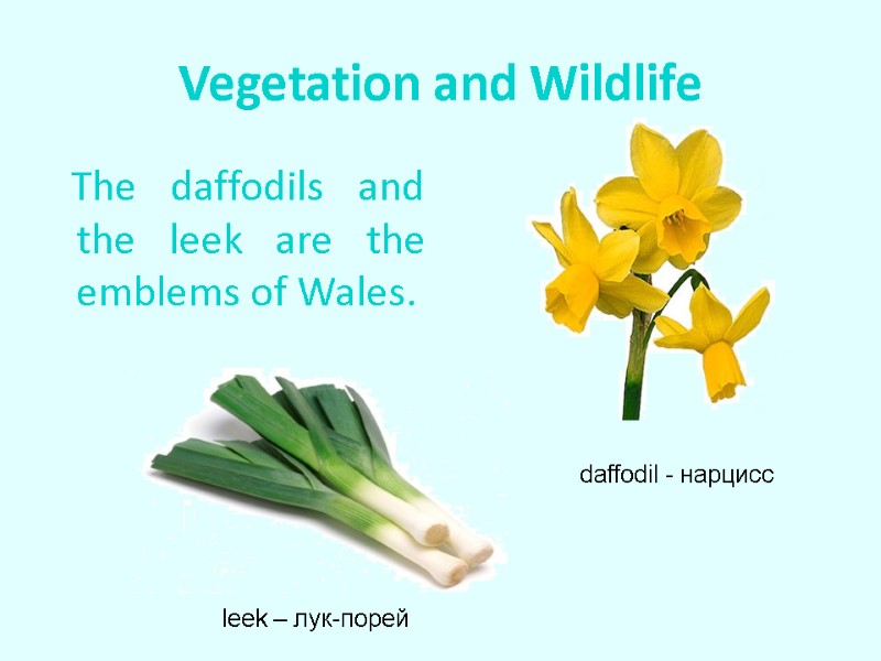 Vegetation and Wildlife    The daffodils and the leek are the emblems